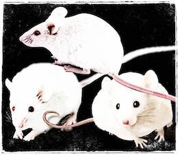white Mice