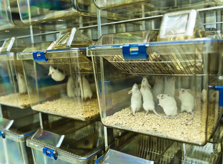 laboratory caged mice