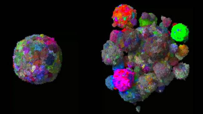 3D tumor evolution