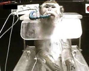 primate lab abuse