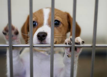caged Beagle