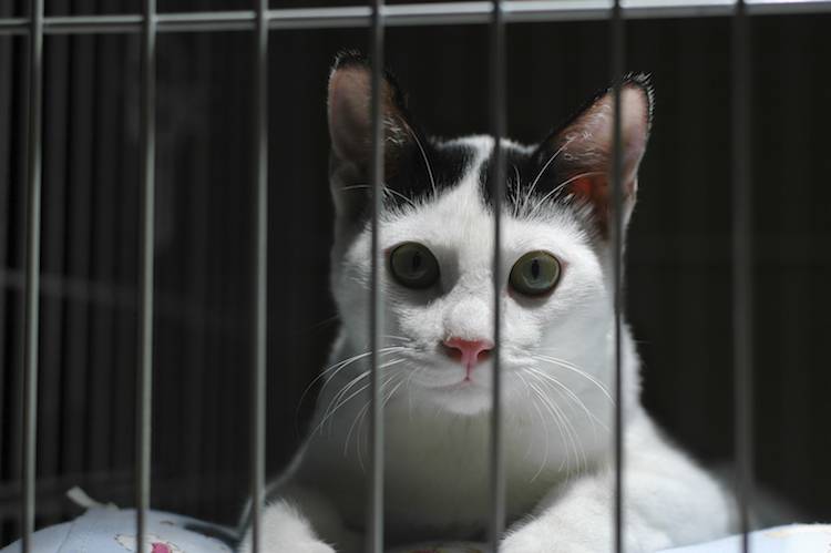 cat aged in laboratory