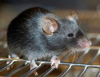 caged mouse