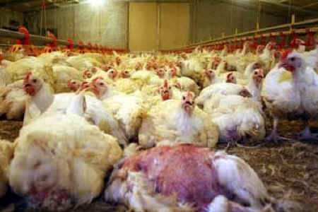 chicken cruelties