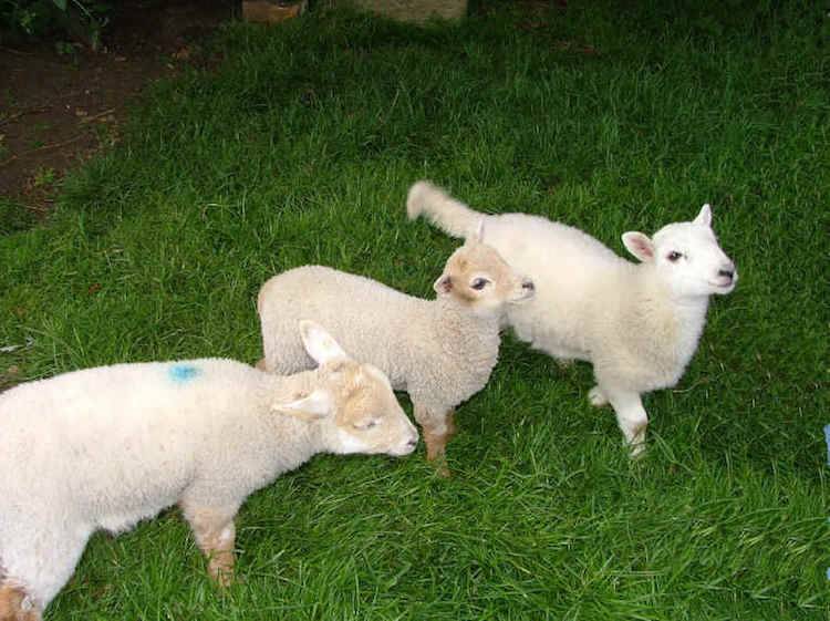 three lambs