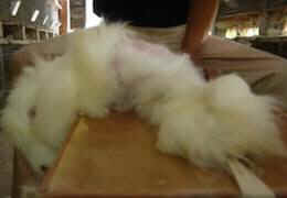 angora fur