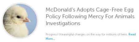 Mercy for Animals post