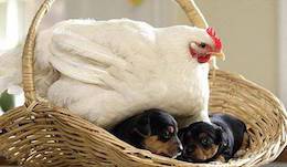 hens and puppies