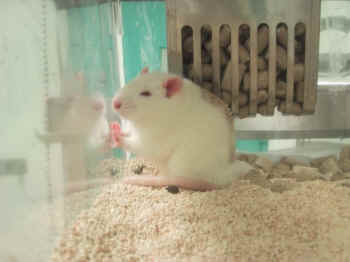 white rat