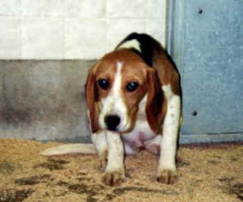 animal torture CIA