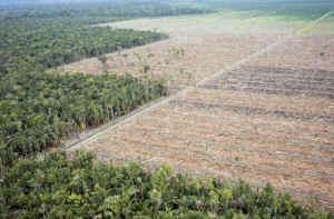 animal-food-sustainability