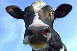 animal-food-sustainability