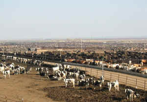 feedlot cows sustainability