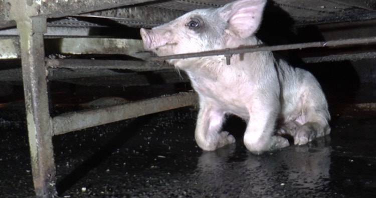 farmed piglet