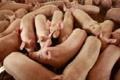 confined pigs