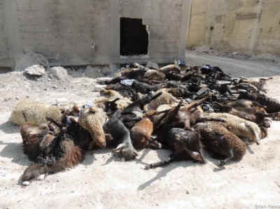 animals Syria gas sheep