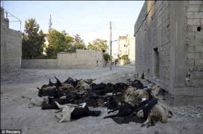 animals Syria gas dogs
