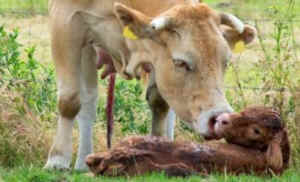 dairy cow mother calf