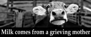 grieving mother dairy cow