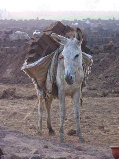 donkey slavery