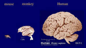 human animal brains