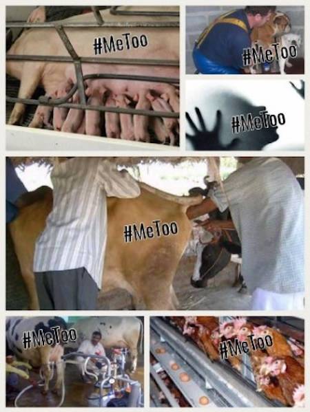MeToo for animals