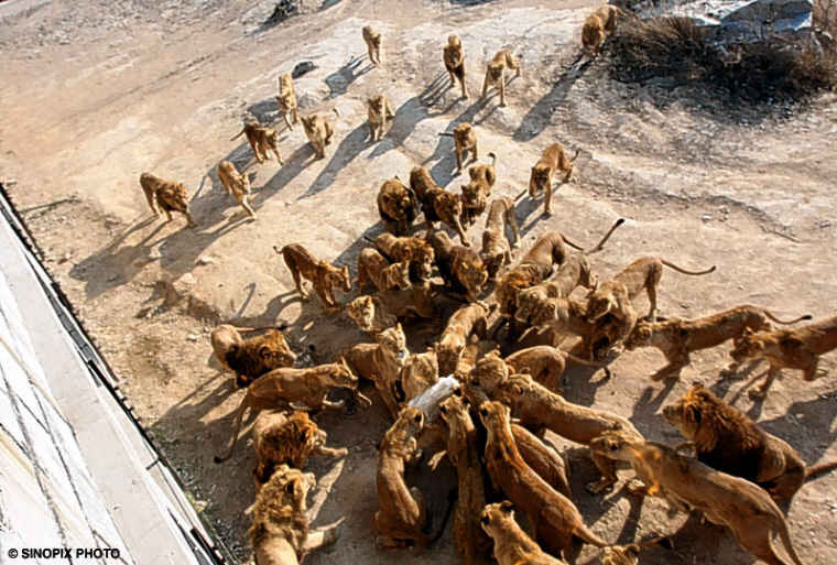 Animals torn to pieces by lions in front of baying crowds: the spectator  sport China DOESN'T want you to see - An Animal Rights Article from  