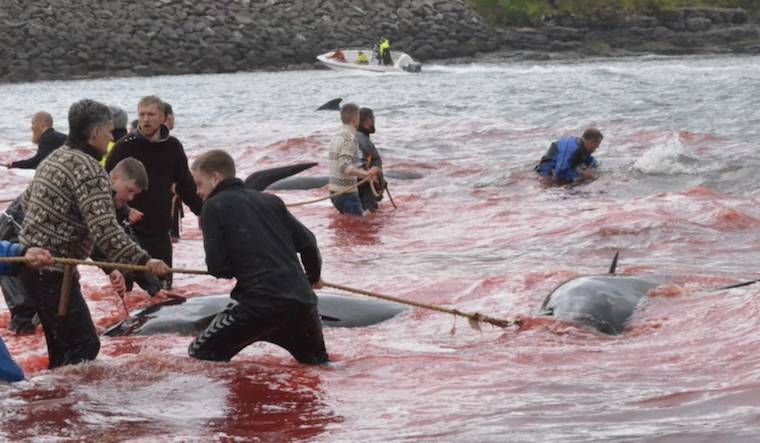 Faroe Islands whale slaughter