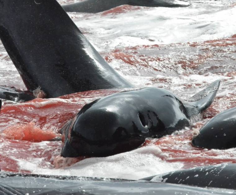 Faroe Islands whale slaughter
