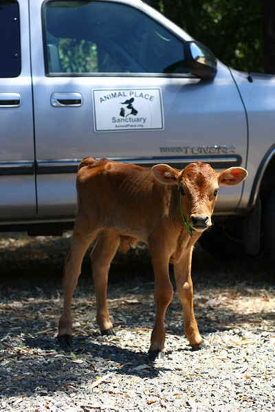 rescued calf
