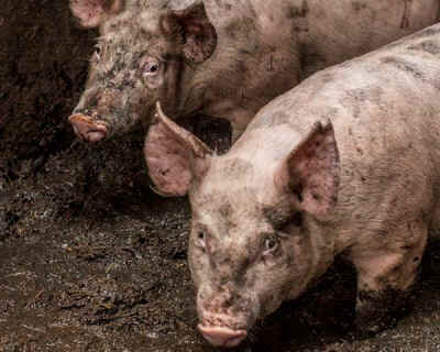 Otway Pork free range fraud