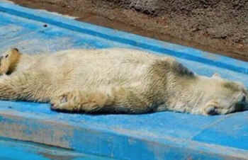 Arturo polar bear