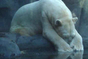 Arturo polar bear