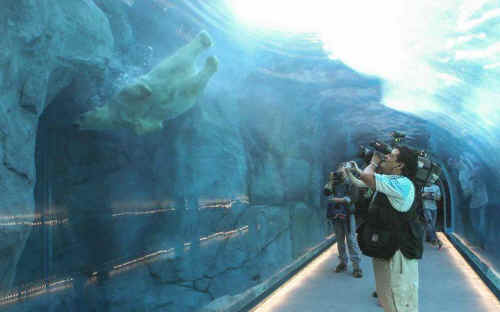 Arturo polar bear
