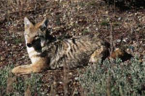 coyote Jim Robertson