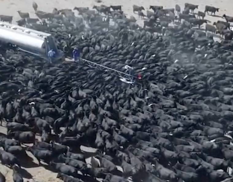 drought killing cattle