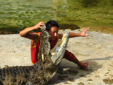 crocodile abuse
