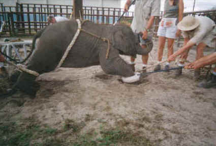 baby elephant circus misery Hugo