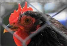 backyard chicken farming hens