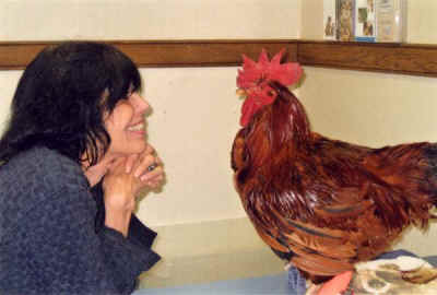 Karen Davis Troubador rooster