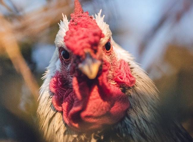 Hen