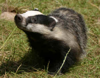 badger cull tuberculosis