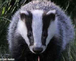 badger cull slaughter