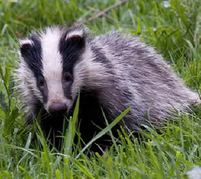 badger