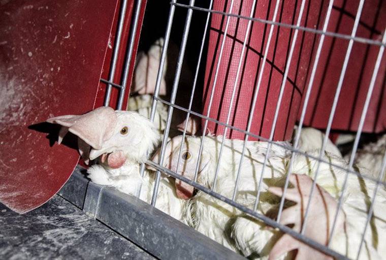caged hens