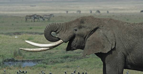 tanzanian elephant