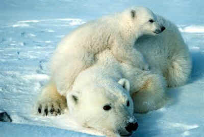 polar bear trophies parts hunt