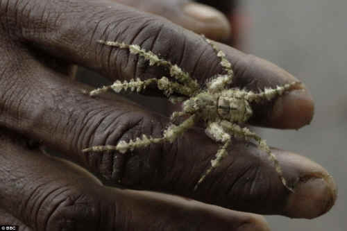jungle spider
