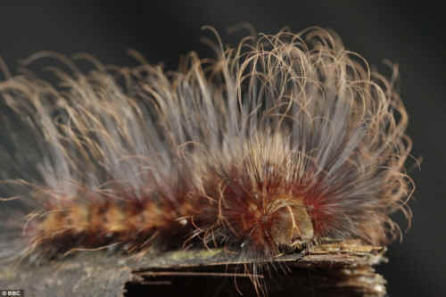 hairy caterpillar