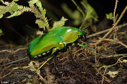 irridescent beetle